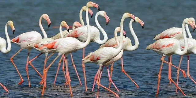 Arte Y Natura En La Playa De Eucaliptus L'Eucaliptus Appartamento